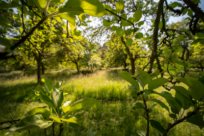 wide_orchard_DSC_8962.png