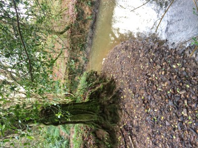 My stream at Dibbons Meadow