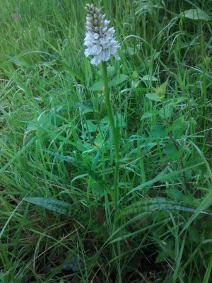 Heath Spotted orchid