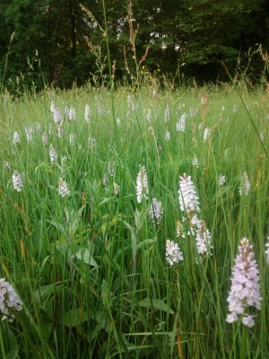 Heath Spotted orchids, June