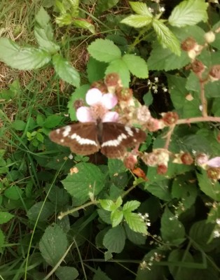 White Admiral, probably female