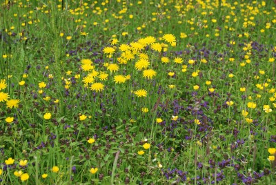 wildflower lawn - reduced 1.JPG