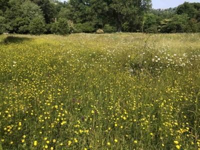 Species-rich hay meadow created by reseeding