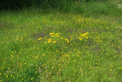 wildflower lawn - reduced 2.JPG