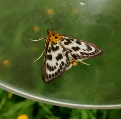 Small magpie moth?