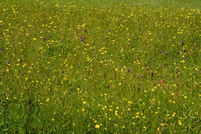 A Rosemoor meadow in June
