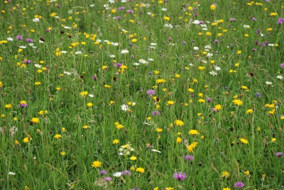 wildflower meadow.JPG
