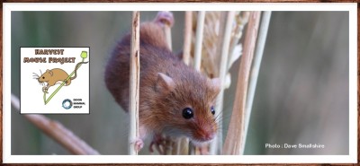 Harvest Mouse Project.jpg