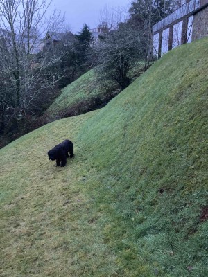 grass bank and doggy.jpg